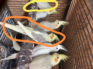 Cockatiel - Ad posted by MilosOwner