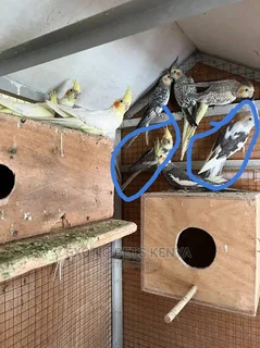 Cockatiel - Ad posted by MilosOwner