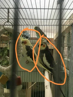 Male or Female Cockatiel