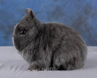 Charcoal Netherland Rabbit Proper Dwarfs