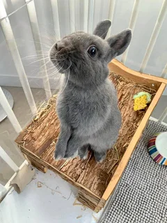 Rabbit Netherland Dwarf