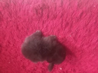 Perfect First Pet! Gentle Netherland Bunnies for Kids Friendly Grey Netherland