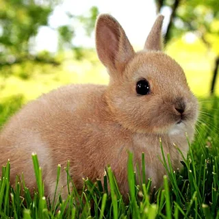 Netherland Rabbit Baby