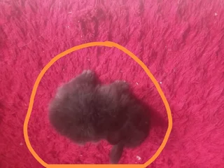 Netherland Dwarf Rabbit Cheapest Price