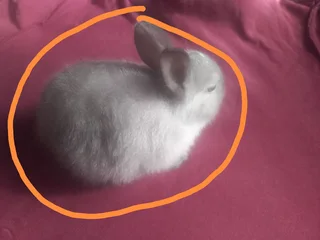 Netherland Dwarf Rabbit.