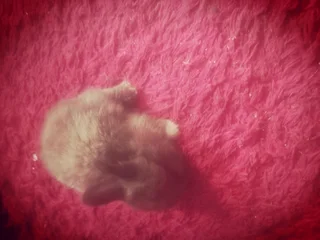 Grey Netherland Dwarf Rabbit