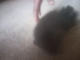 Netherland Dwarf Rabbit miniature bunny