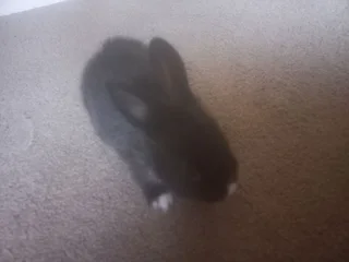 Netherland Rabbit Dwarf Size