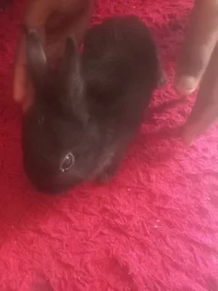 Netherland Dwarf Rabbit Small Size Dwarfs