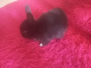 Netherland Dwarf Rabbit Small Size Dwarfs