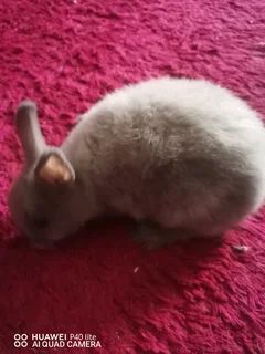 Netherland Dwarf Rabbit Small Size Dwarfs