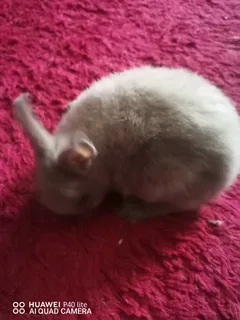 Netherland Dwarf Rabbit Small Size Dwarfs