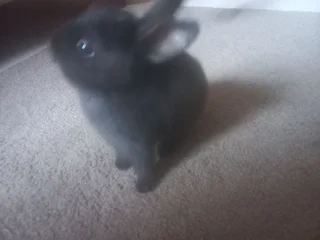 Thorough bred Netherland Rabbit