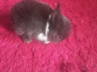 Thorough bred Netherland Rabbit