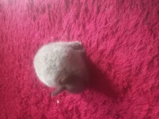 Thorough bred Netherland Rabbit