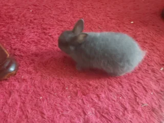 Netherland Dwarf Rabbit PureBred Juvenile