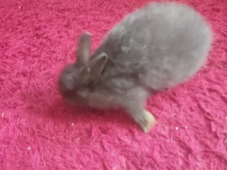 Netherland Dwarf Rabbit PureBred Juvenile