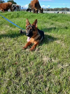 Beautiful German Shepherd for sale