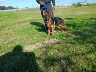 Beautiful German Shepherd for sale