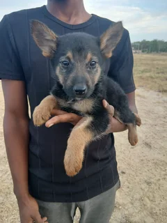 Pure Breed German Shepherd  pups for sale