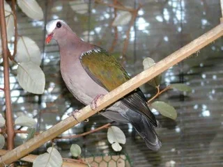 Greenwing dove