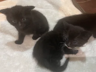 Kittens - Ad posted by Rpstr