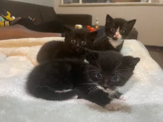 Kittens - Ad posted by Rpstr