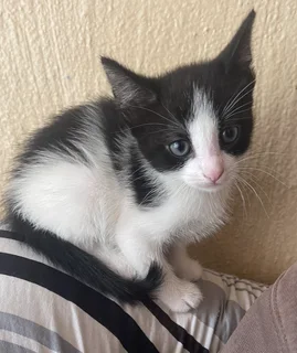 8 weeks old kitten female