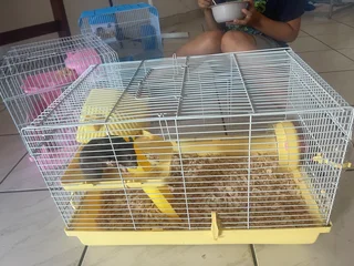 Hamster with cage