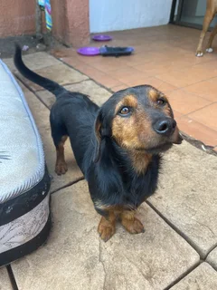 Dash hound mix terrier male dog