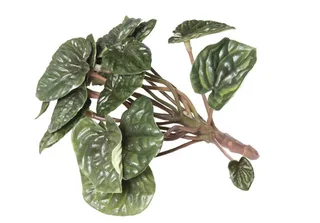 Buy decorative grasses and bunches in Gauteng and the Western Cape.