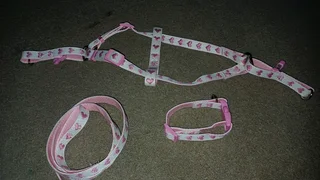 Leash. Harness and Collar for puppy