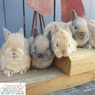 Purebred Netherland Dwarf Rabbits