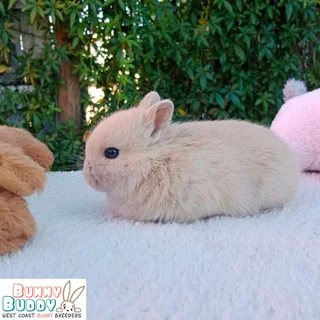 Purebred Netherland Dwarf Rabbits