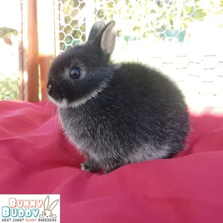 Netherland Dwarf Rabbits - Registered Breeder