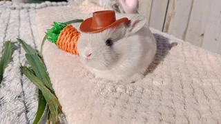 Purebred Rabbits (Netherland Dwarfs and Jersey Woolies