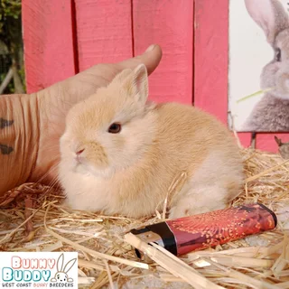 Purebred Newtherland Dwarf and Jersey Wooly Bunnies