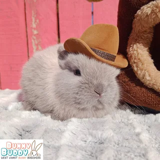 Purebred Netherland Dwarf and Jersey Wooly Rabbits
