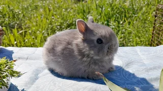 Netherland Dwarf and Jersey Wooly Pet Bunnies