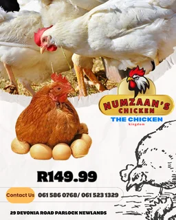 Chicken - Ad posted by Nhlakanipho Khumalo