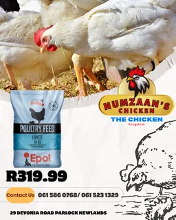 Chicken - Ad posted by Nhlakanipho Khumalo