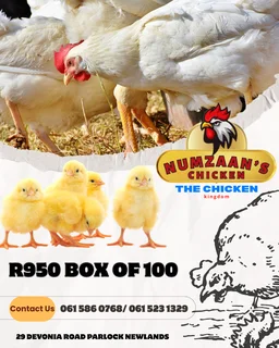 Chicken - Ad posted by Nhlakanipho Khumalo