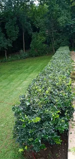 Good gardener available