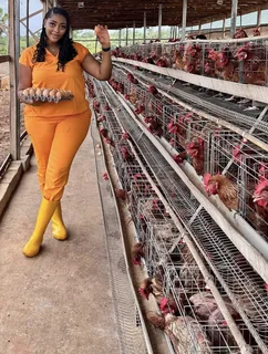 Healthy and fresh eggs for sale at cheap prices