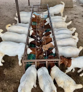 Healthy goats for sale at good prices