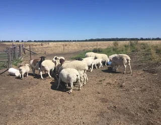 Dorper and merino sheeps available for sale at cheap prices near me