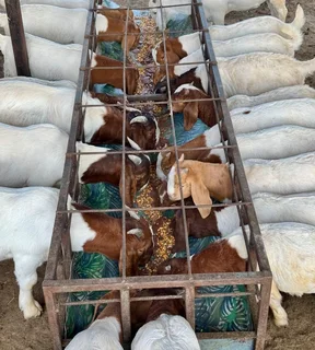 We sell healthy goats and sheeps