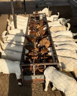 Healthy goats for sale near me at cheap prices