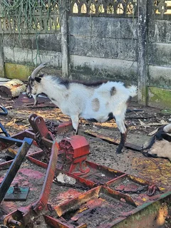 Goats for sale
