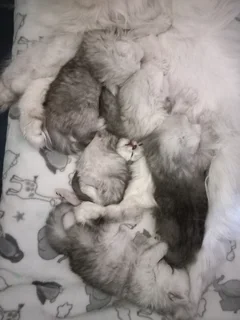 Chinchilla Persian kittens